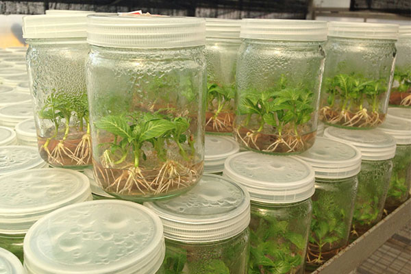 哔咔漫画APP官网进入苗