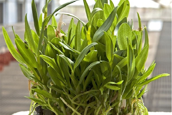 哔咔漫画APP官网进入苗