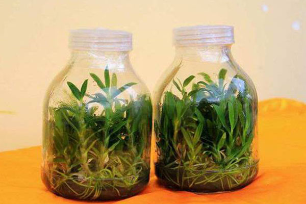 哔咔漫画APP官网进入苗