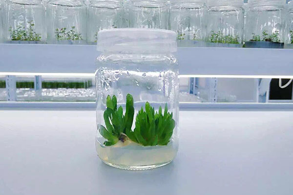 植物哔咔漫画APP官网进入