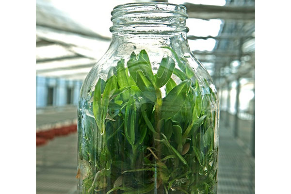 哔咔漫画APP官网进入苗