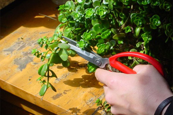 植物哔咔漫画APP官网进入