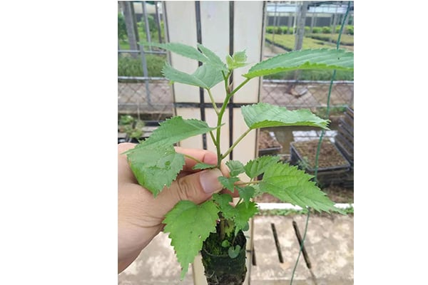 哔咔漫画APP官网进入