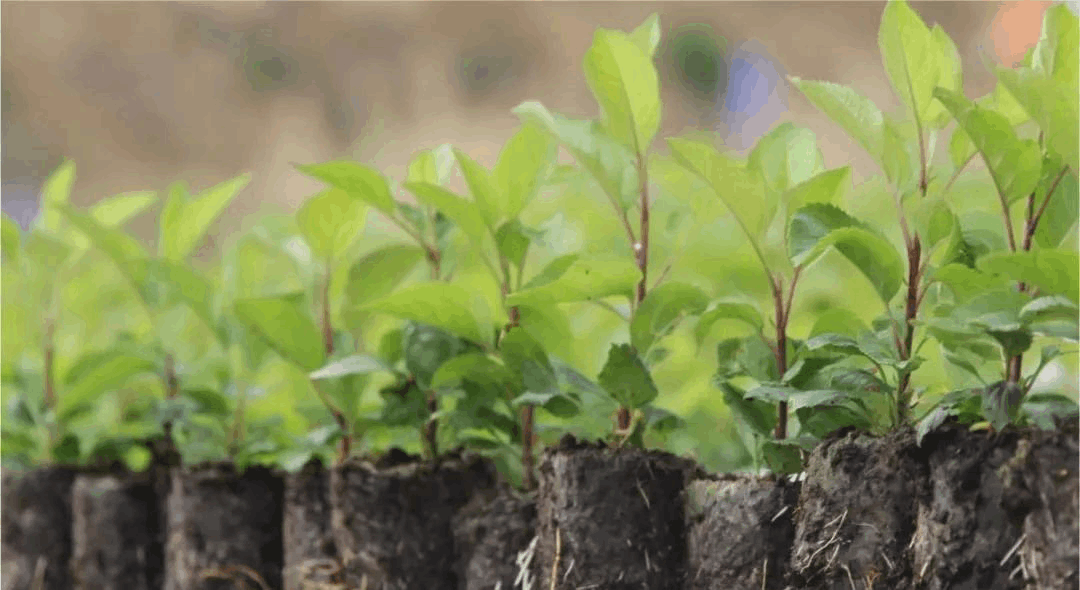 哔咔漫画APP官网进入设备